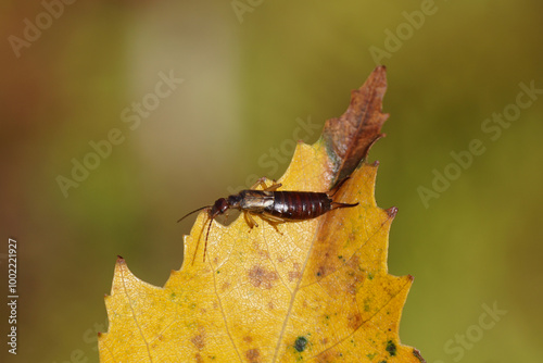 Common earwig (Forficula auricularia) of the family Forficulidae on a yellow autumn birch leaf. September. Dutch garden.