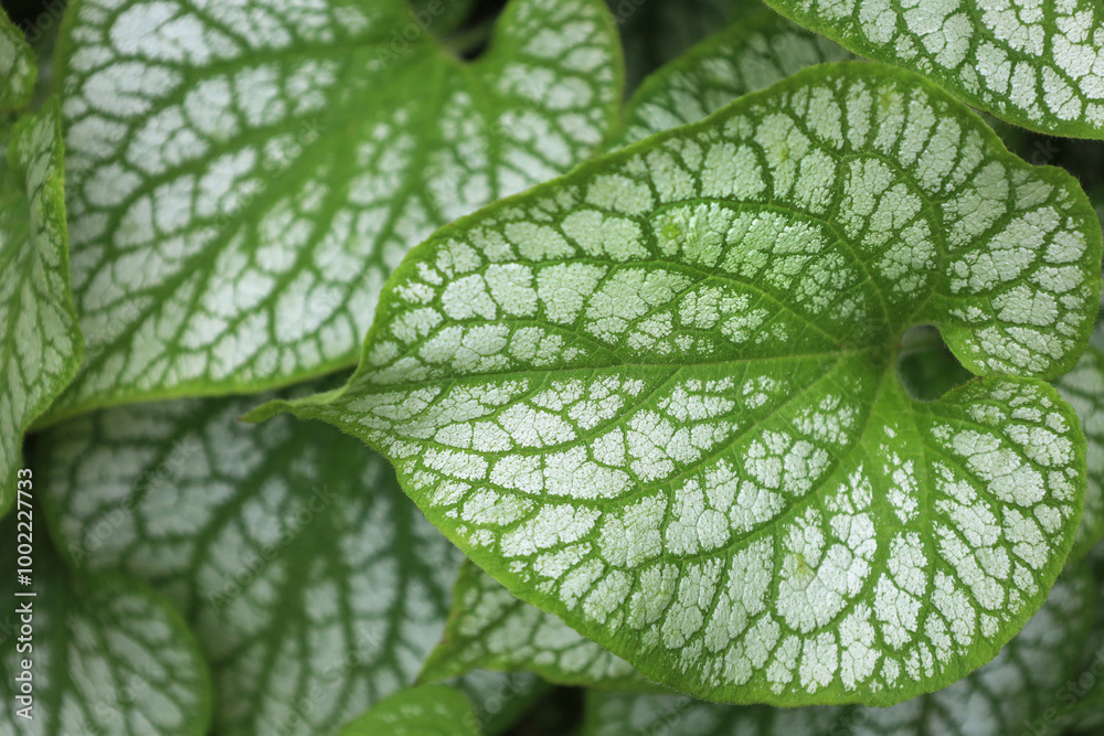 Green and white leaves of Brunnera macrophilla Silver Wings, top view. Full frame texture of bicolor plant leaves. Horizontal nature background, photo with place for text.