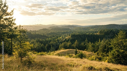 A serene woodland hilltop view, showcasing the expansive landscape and surrounding forest.