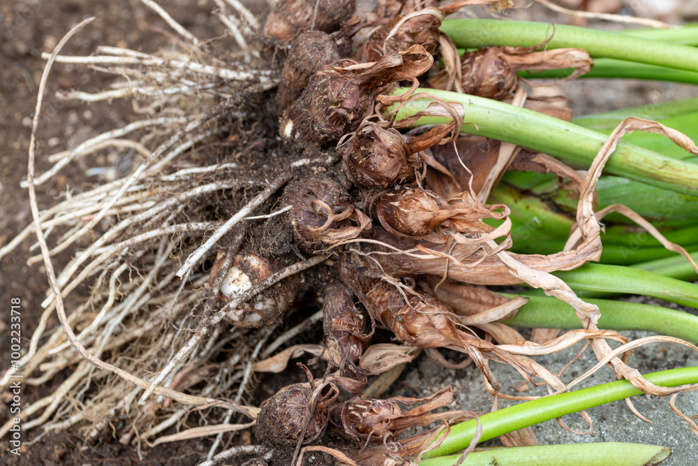 Taro (Colocasia esculenta) harvested in Japan in autumn