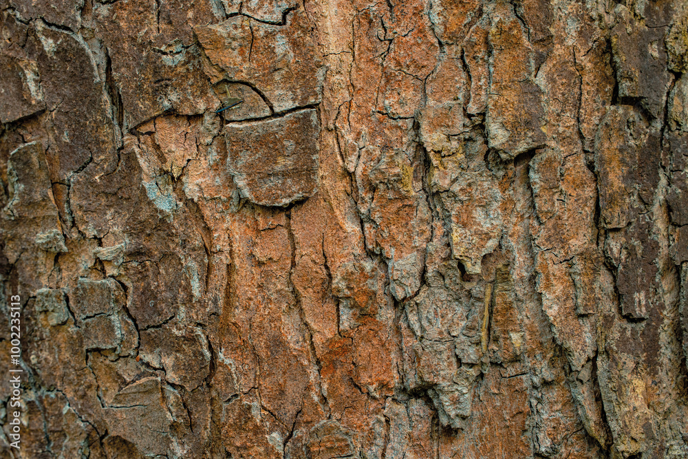 tree bark brown natural material background textured view surface tree bark brown natural material background textured view surface