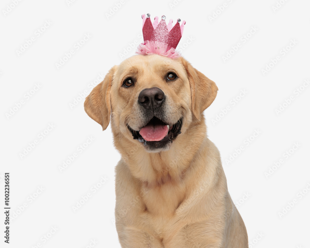 adorable labrador retriever puppy with pink crown sticking out tongue adorable labrador retriever puppy with pink crown sticking out tongue