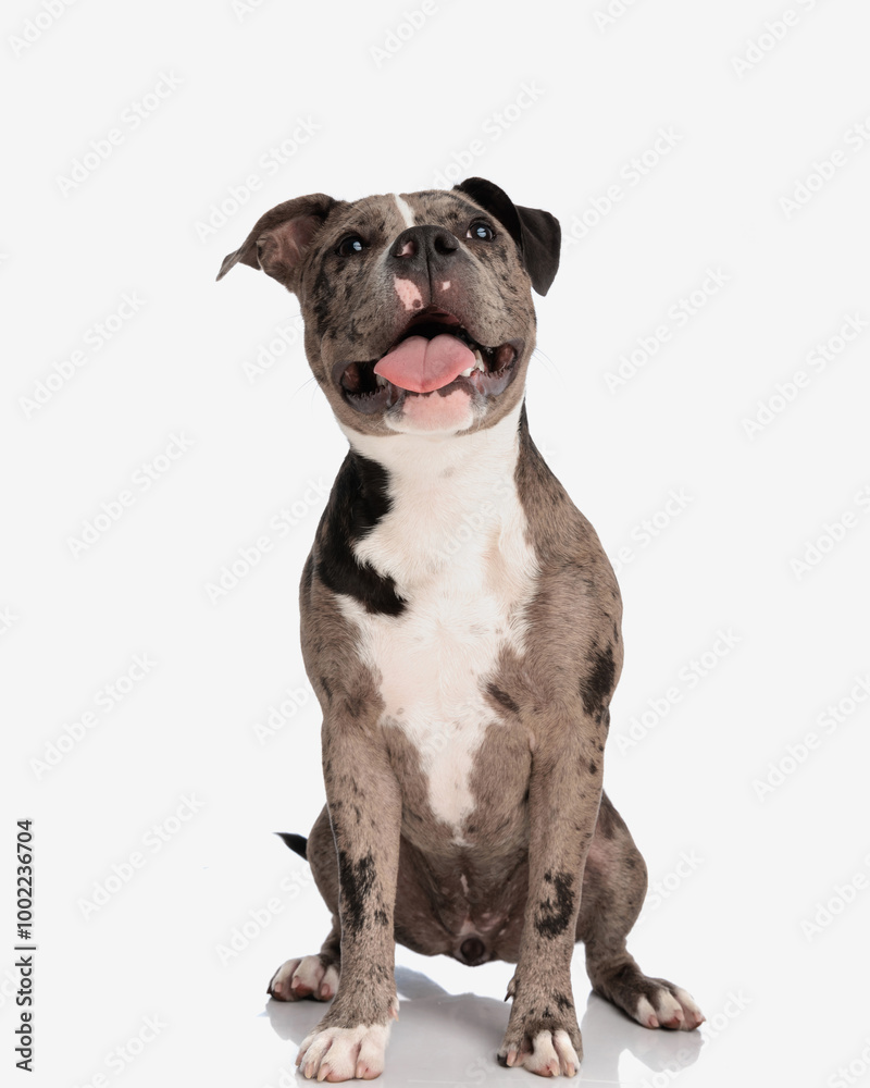 eager french bulldog puppy sticking out tongue and panting while looking up eager french bulldog puppy sticking out tongue and panting while looking up