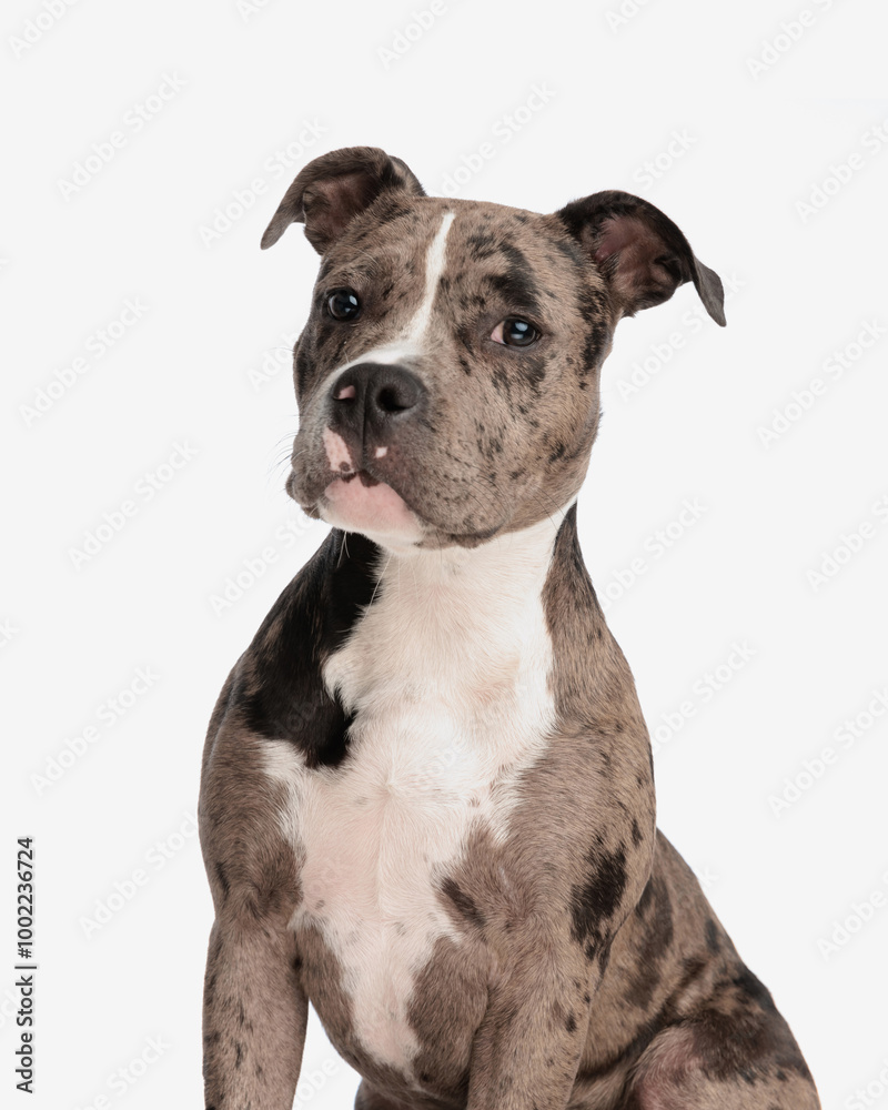 precious american bully puppy sitting and looking forward precious american bully puppy sitting and looking forward