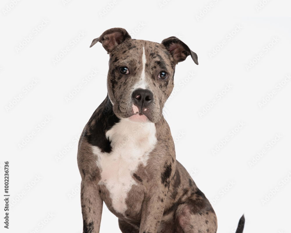 adorable american bully dog looking at camera and sitting adorable american bully dog looking at camera and sitting