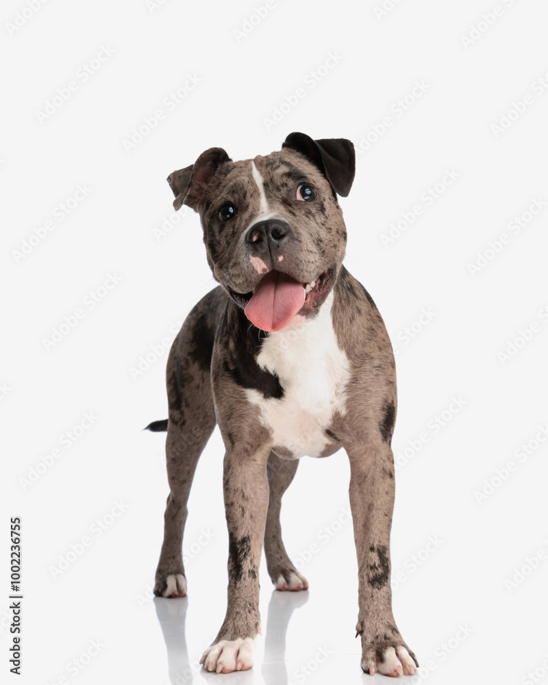beautiful american bully dog sticking out tongue and panting beautiful american bully dog sticking out tongue and panting