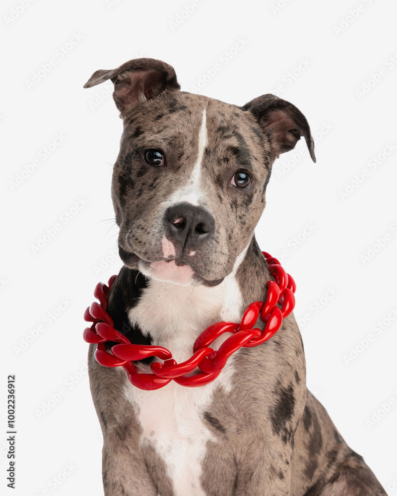beautiful american bully dog with big red collar looking forward beautiful american bully dog with big red collar looking forward