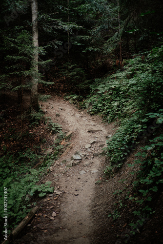 A winding trail through dense forest under soft shadows during a serene afternoon in nature