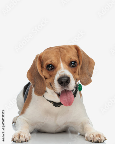 beautiful beagle dog with collar panting with tongue exposed