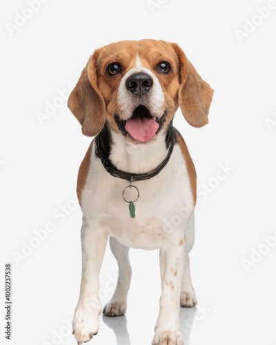 adorable beagle dog with clover collar sticking out tongue and panting