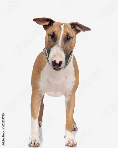 beautiful bull terrier dog looking at camera and standing up