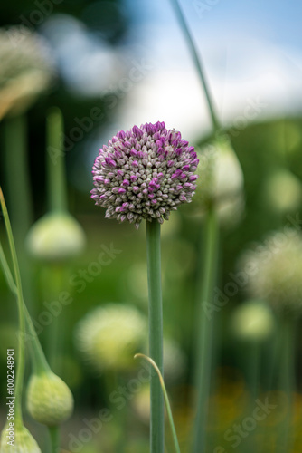 Pink Allium ampeloprasum, Allium sphaerocephalon, Allium Drumstick on a tall stem. Blurred green buds in the background photo