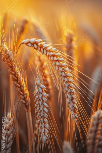 Golden wheat fields at sunset in a rural landscape
