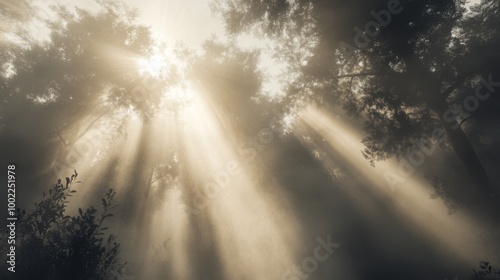 Sunlight Streaming Through Foggy Forest Canopy