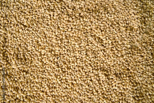 Schilderij op canvas Close-up of pearl barley grains scattered across a surface, highlighting the texture and detail of the raw cereal