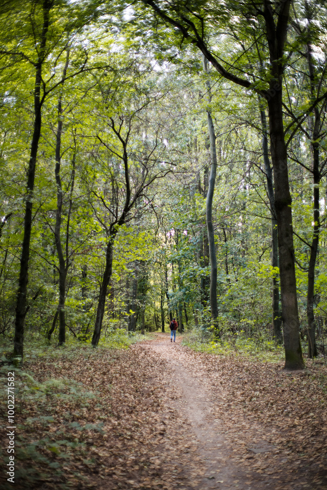 A walk outdoors in the forest.
A walk outdoors in the forest.