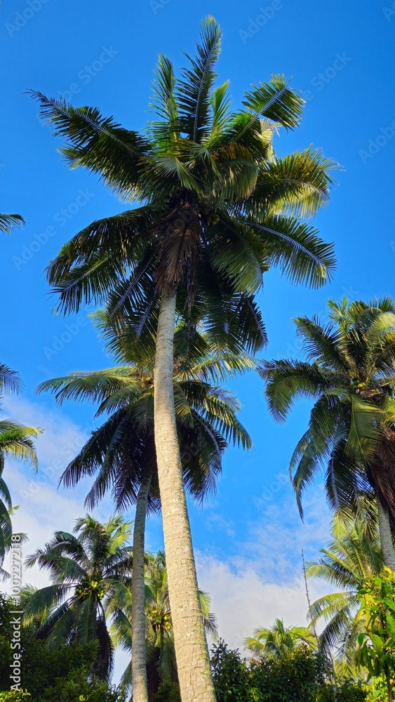 Fototapeta premium Coconut trees with blue sky clouds in the garden at Mekong Delta Vietnam. 