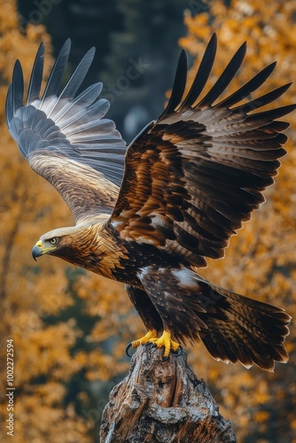 Golden eagle perched on a snow-covered log in a mountainous forest during winter