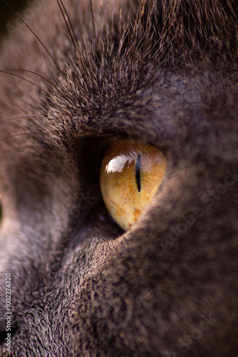 British shorthair cat eye yellow photo