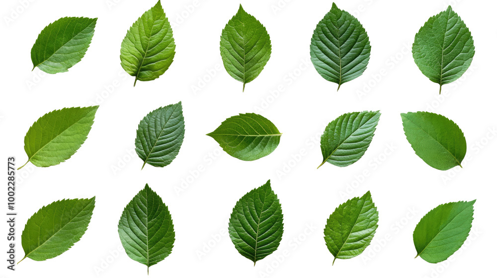 Flying delicious mint leave isolated on white background Flying delicious mint leave isolated on white background