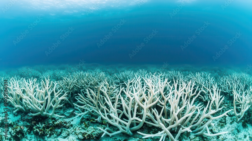 Obraz premium Dead coral reef with scattered sea life, representing ocean warming and its effect on marine biodiversity