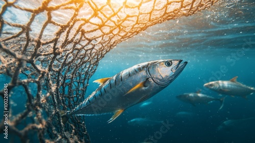 Close-up of a tuna fish swimming near a net in the ocean, illustrating marine life and the fishing industry. photo