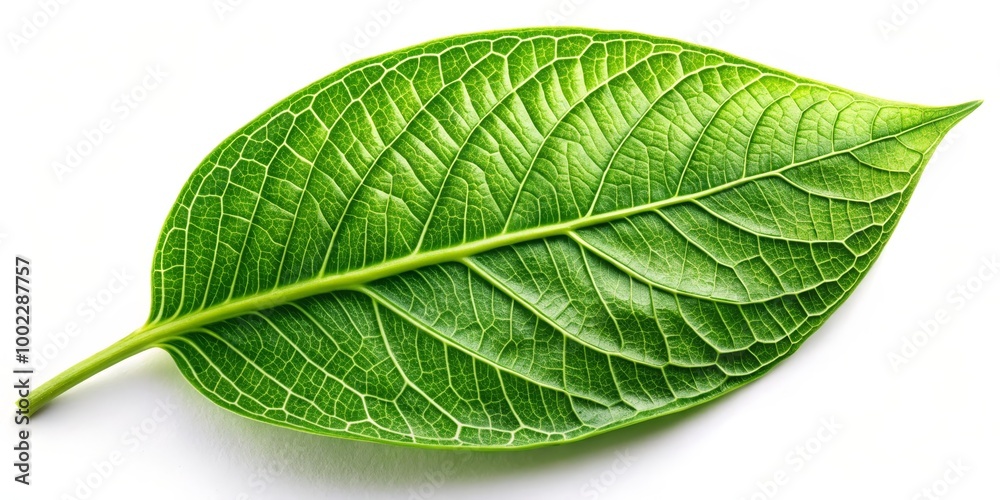 Obraz premium A Close-Up View of a Single Green Leaf with Intricate Veins Against a White Background
