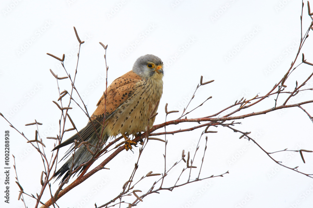 Wildlife - Birds. Common kestrels can be seen in mountains, valleys, forest edges, steppes, agricultural areas, sea coasts and even cities. They usually feed on small mammals such as voles and moles. Wildlife - Birds. Common kestrels can be seen in mountains, valleys, forest edges, steppes, agricultural areas, sea coasts and even cities. They usually feed on small mammals such as voles and moles.