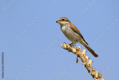 Wildlife-birds. The red-backed Shrike (Lanius collurio) bird belongs to the laniidae family. Shrub open fields and hedges on the edges of these fields are their habitats. They usually feed on insects.