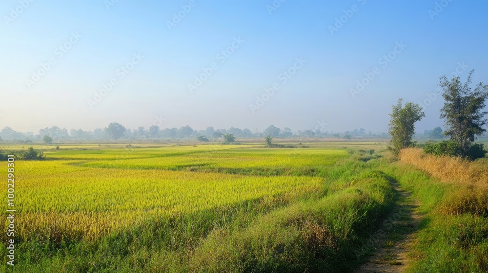 Vast green rice fields under clear blue sky Vast green rice fields under clear blue sky