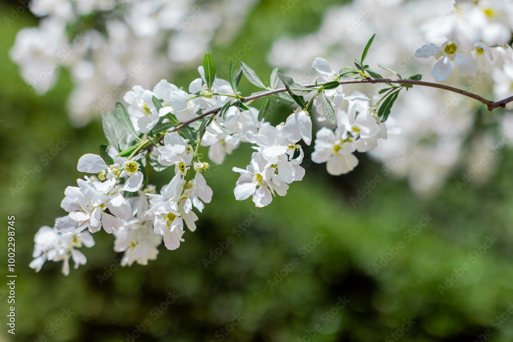 apple blossom in the garden spring time - Image apple blossom in the garden spring time - Image