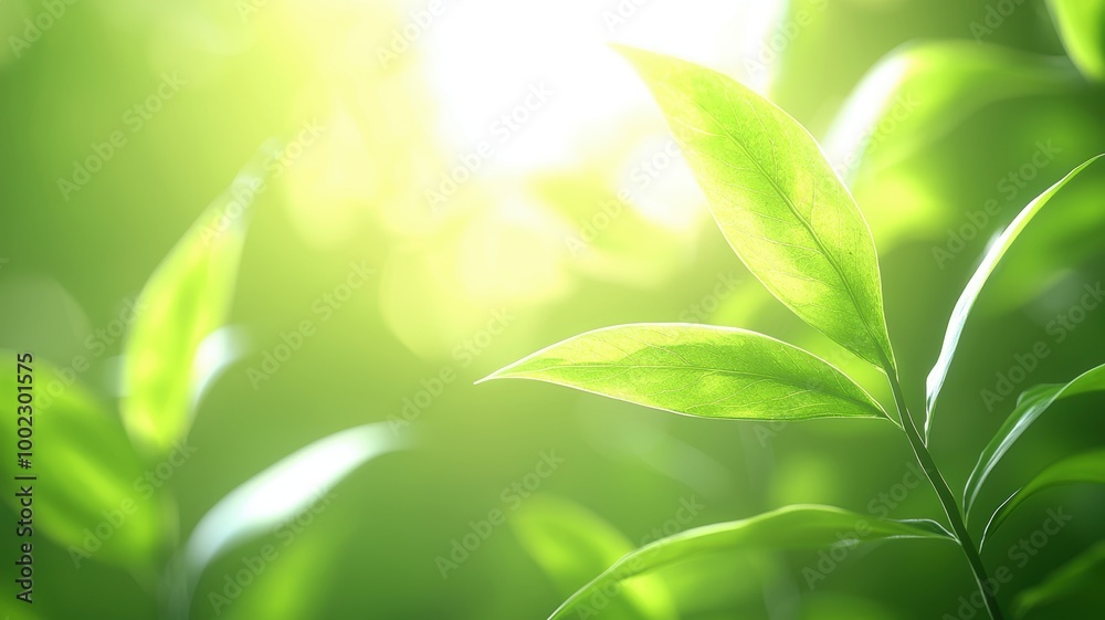 Calm Leaves Under Soft Sunlight Calm Leaves Under Soft Sunlight