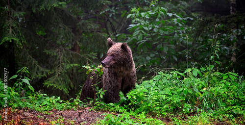 Obraz na płótnie Europäischer Braunbär (Ursus arctos arctos) - Karpaten, Rumänien // European bro