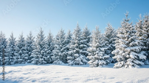 Snow-Covered Fir Trees Against a Blue Sky