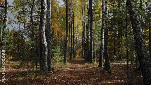 Wallpaper Mural Golden Fall. Birch grove in the autumn forest. Indian summer. Beautiful nature. Ground full of fallen dry yellow orange leaves. Foliage. October, September. Sunny weather. Gimbal movement shot Torontodigital.ca