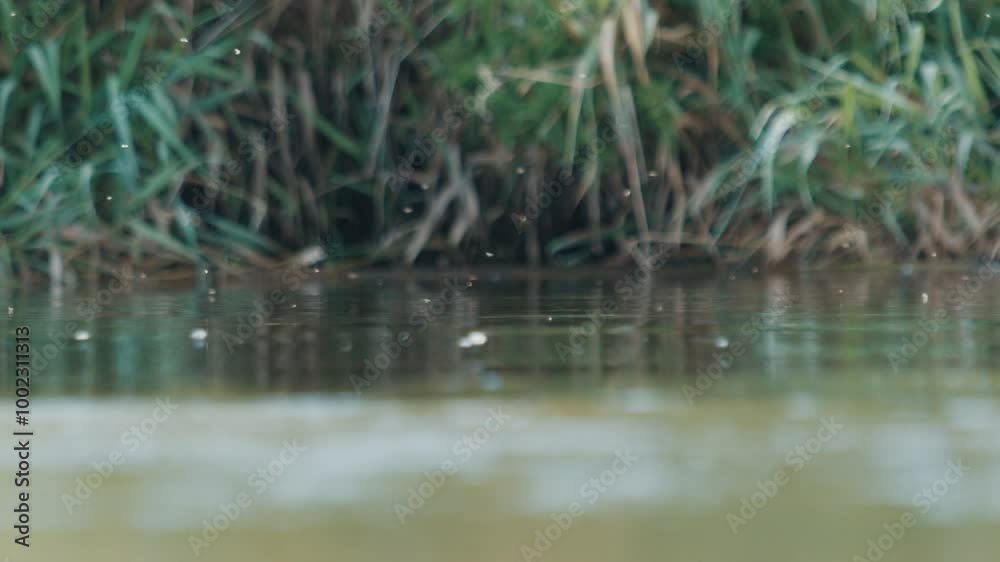 Calm river surface with insects flying in the air Calm river surface with insects flying in the air