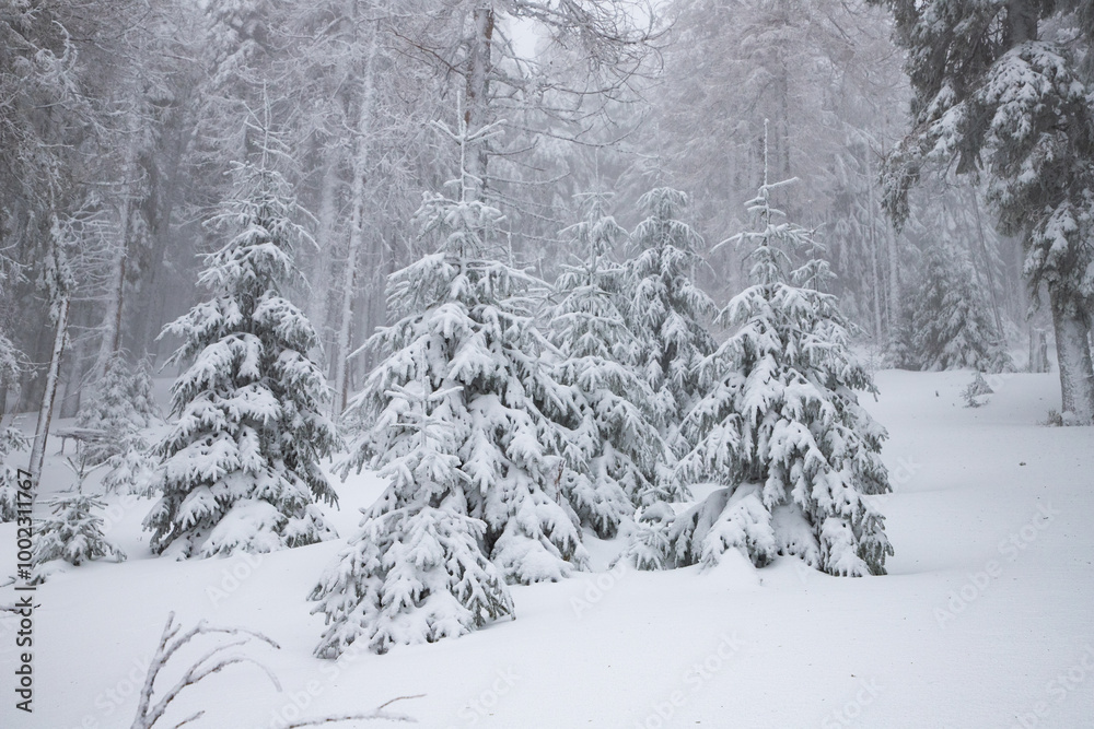 winter wonderland with snowy fir trees in the mountains winter wonderland with snowy fir trees in the mountains