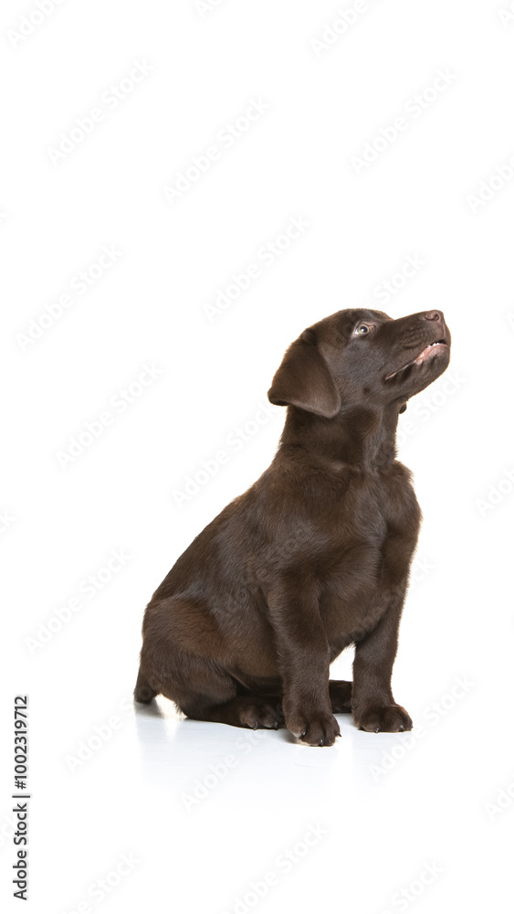 Chocolate labrador puppy on white background Chocolate labrador puppy on white background