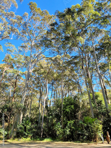Boardwalk running through spotted gum littoral rainforest on the Depot Beach Rainforest Walk. Located on the New South Wales south coast, Australia
