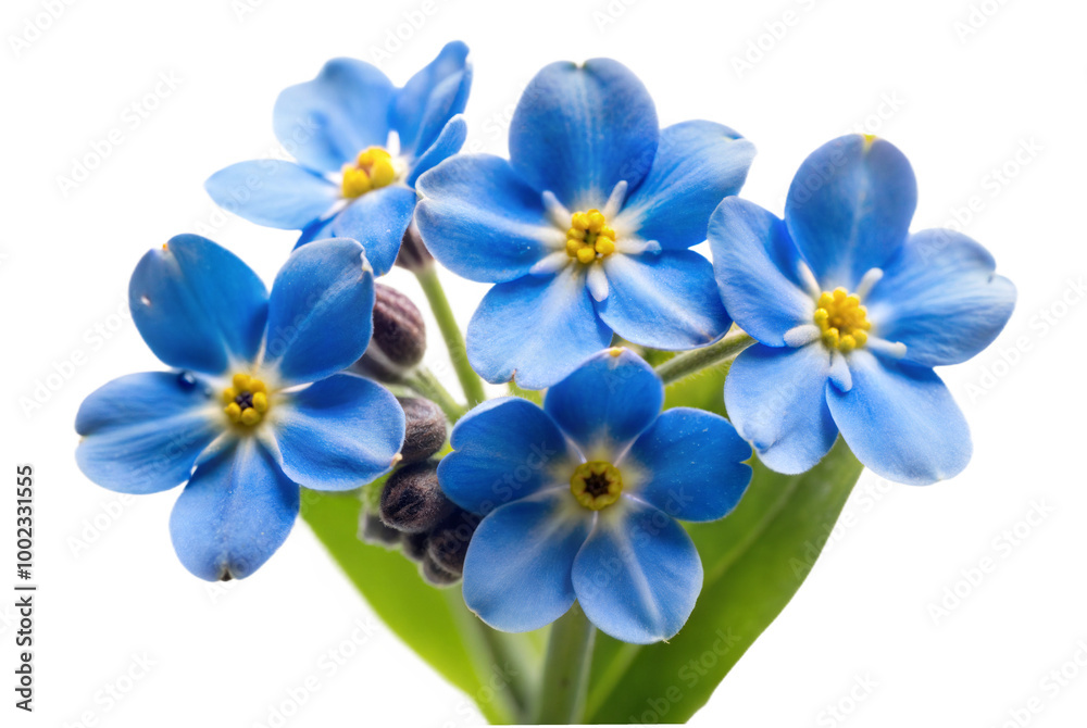 Single Forget-Me-Not Flower, Isolated Single Forget-Me-Not Flower, Isolated