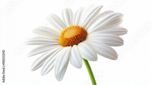 White Daisy in Full Bloom Against a Light Background Showcasing Nature's Beauty and Simplicity