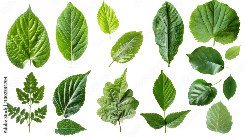 Lush green leaves of various shapes and sizes create vibrant display of natures beauty. Each leaf showcases unique textures and shades of green, symbolizing growth and vitality Lush green leaves of various shapes and sizes create vibrant display of natures beauty. Each leaf showcases unique textures and shades of green, symbolizing growth and vitality