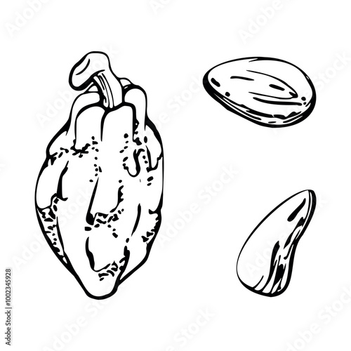 Coffee cocoa cacao beans nuts seed pods, stylized tree. Mayan aztec mexican plant. Hand drawn ink vector botanical illustration. Isolated single element. Design embroidery, travel, vacation, cafe menu