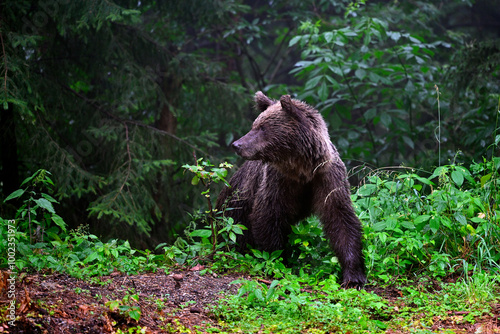 European brown bear - Carpathians, Romania // Europäischer Braunbär (Ursus arctos arctos) - Karpaten, Rumänien