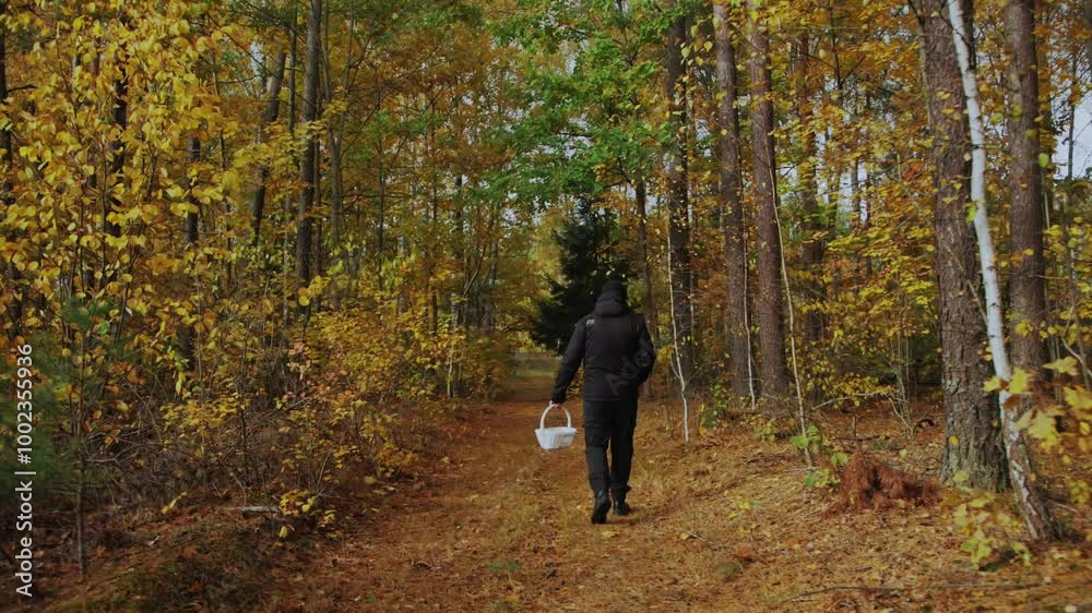 Autumnal forest offers tranquil scene for mushroom picker solitary search. Activity in fall forest is blend of relaxation and thrill of finding mushrooms. Seasonal beauty of Russian forest Autumnal forest offers tranquil scene for mushroom picker solitary search. Activity in fall forest is blend of relaxation and thrill of finding mushrooms. Seasonal beauty of Russian forest