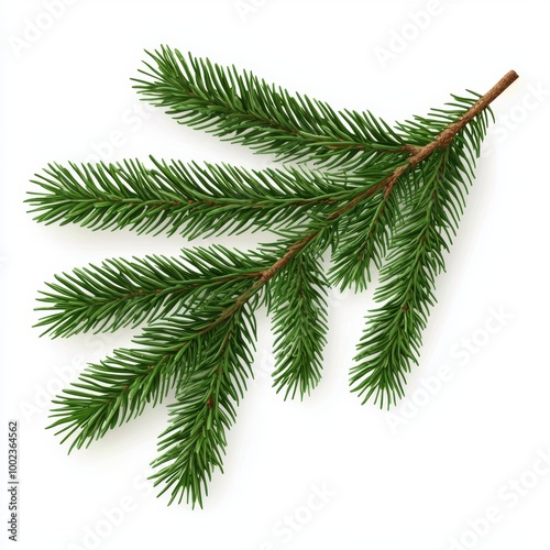 Isolated Christmas Tree Branch on White Background