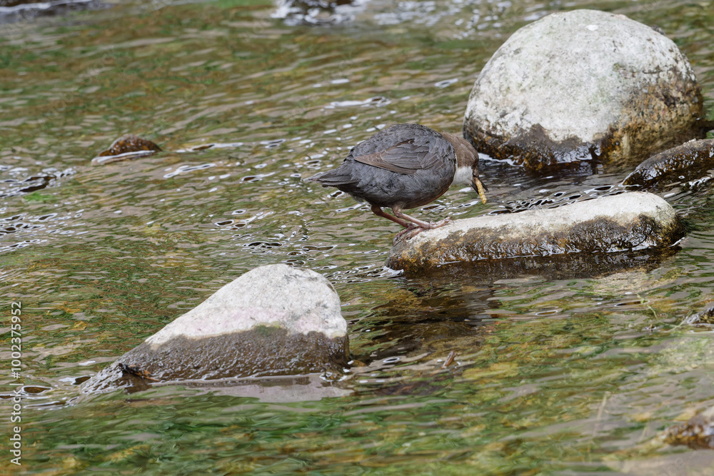 Cincle plongeur - Cinclus cinclus - passereaux
Cincle plongeur - Cinclus cinclus - passereaux