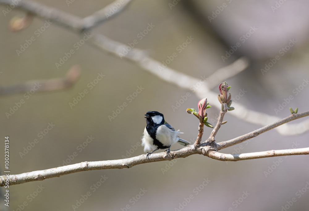 Fototapeta premium 枝に止まった野鳥 シジュウカラ