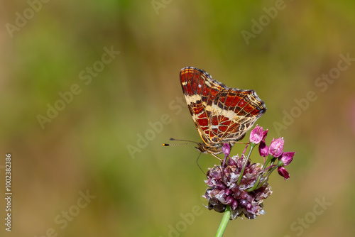map butterfly feeding on flower, European Map, Araschnia levana