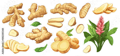 Ginger set. Plant flower ginger whole and roots slices. Design element for culinary or medical product. Botanical illustraton. Cartoon style isolated vector clipart collection